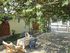 dina villa potos thassos  (24) 