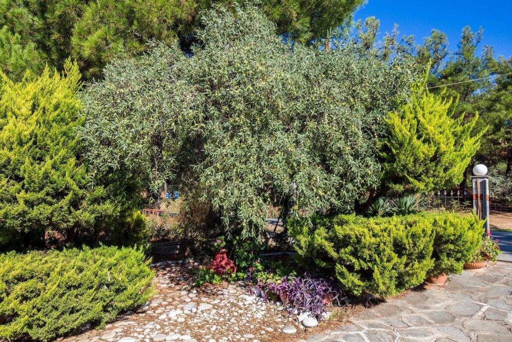 Litsa Studios, Pefkari, Thassos