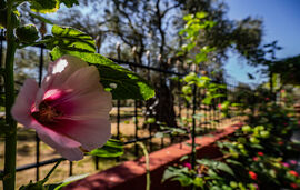 Ta 4 Adelfia Rooms, Skala Rachoni, Thassos