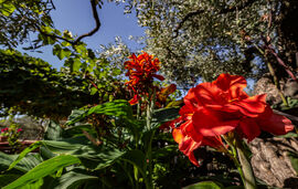 Ta 4 Adelfia Rooms, Skala Rachoni, Thassos