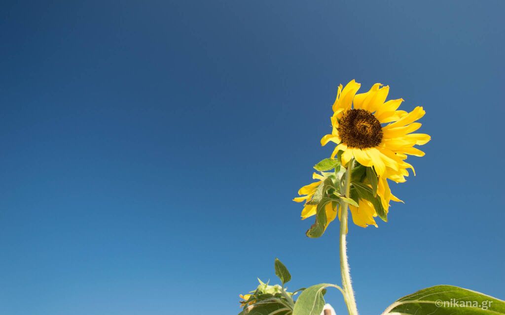 Sarti, Sarti, Sithonia