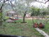 elenas house garden skala kallirachi thassos 7