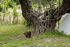 Elena's Sunset Garden House, Elia Beach, Sithonia