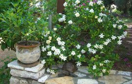 kika apartments sivota epirus 4