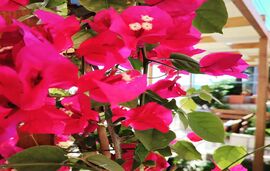 Anemelia Hotel Apartments, Vrahos, Epirus