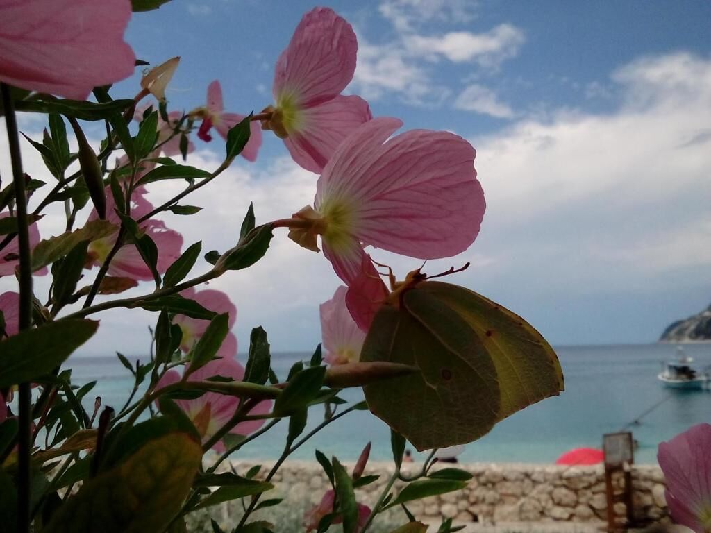 Fetsis Apartments, Agios Nikitas, Lefkada