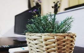 Tranta's Rooms, Skotina Pierias, Pieria