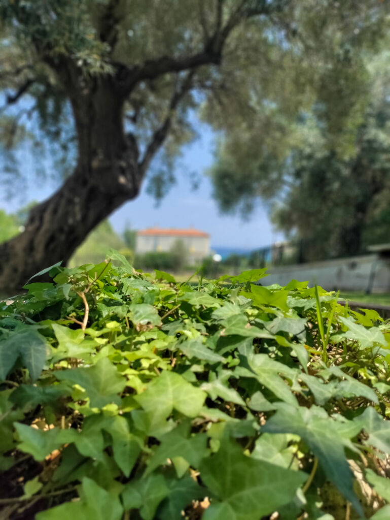 Stagera Apartment, Polichrono, Kassandra