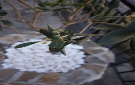 Kasimidis Apartments, Siviri, Kassandra