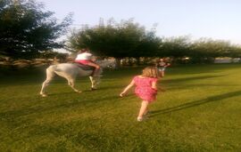 Elli's Onar Studios, Sykia, Sithonia