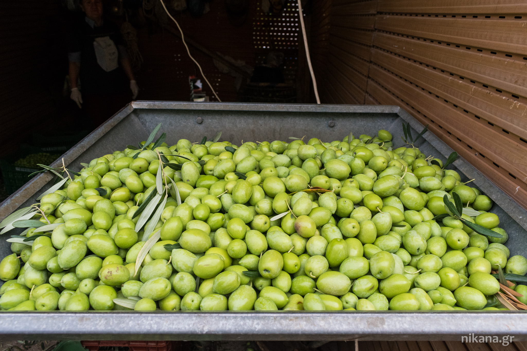 olives greece sithonia (11) 