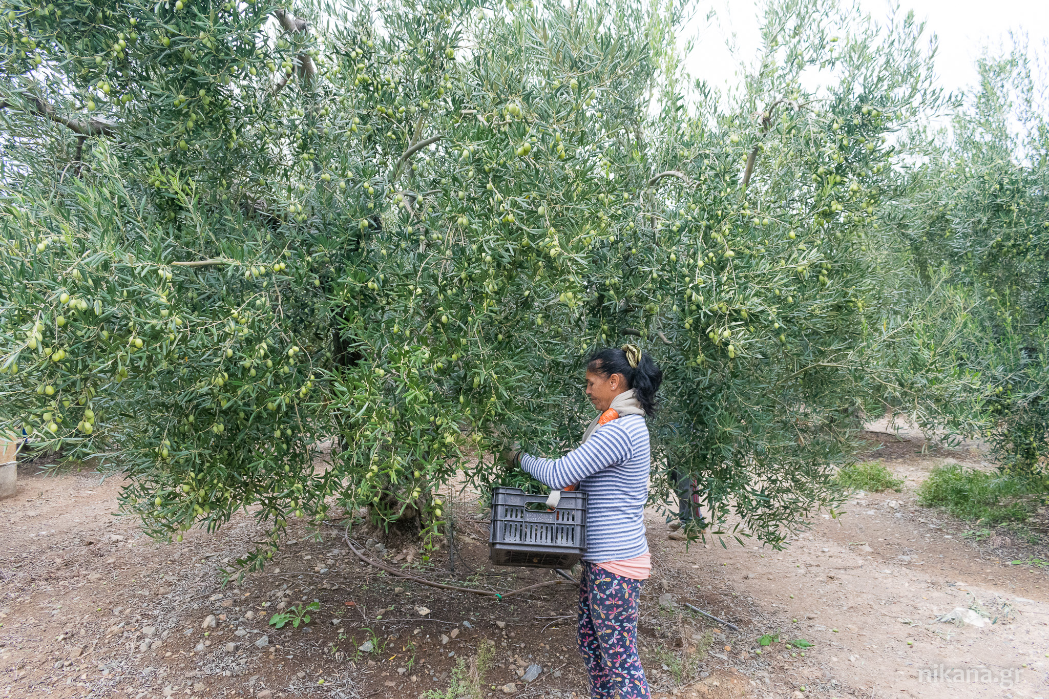 olives greece sithonia (16) 