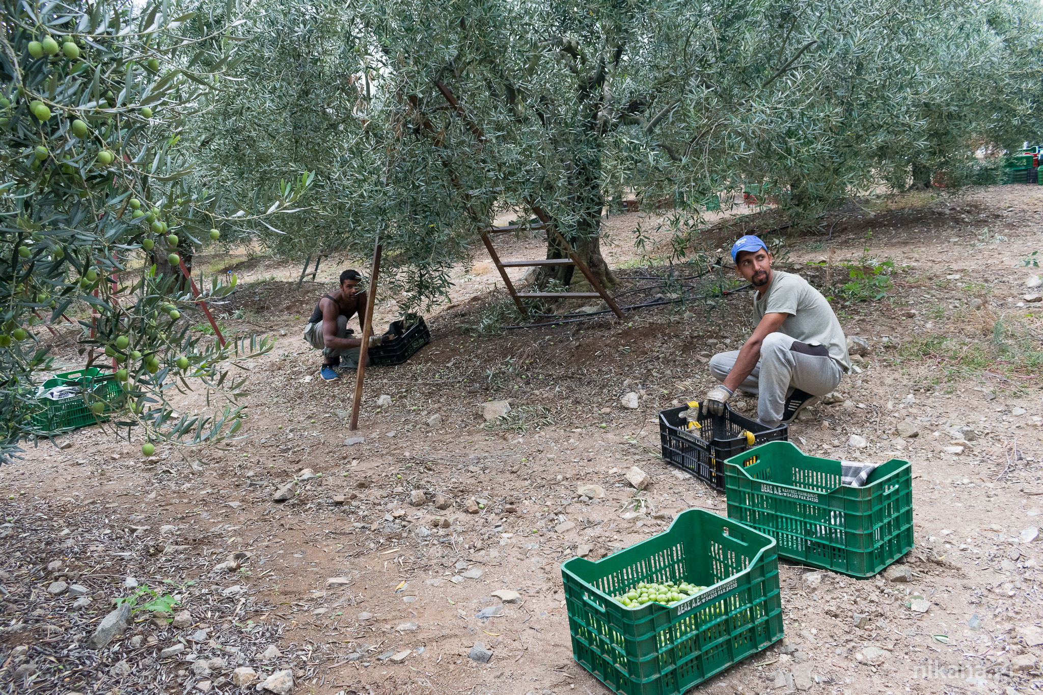 olives greece sithonia (19) 