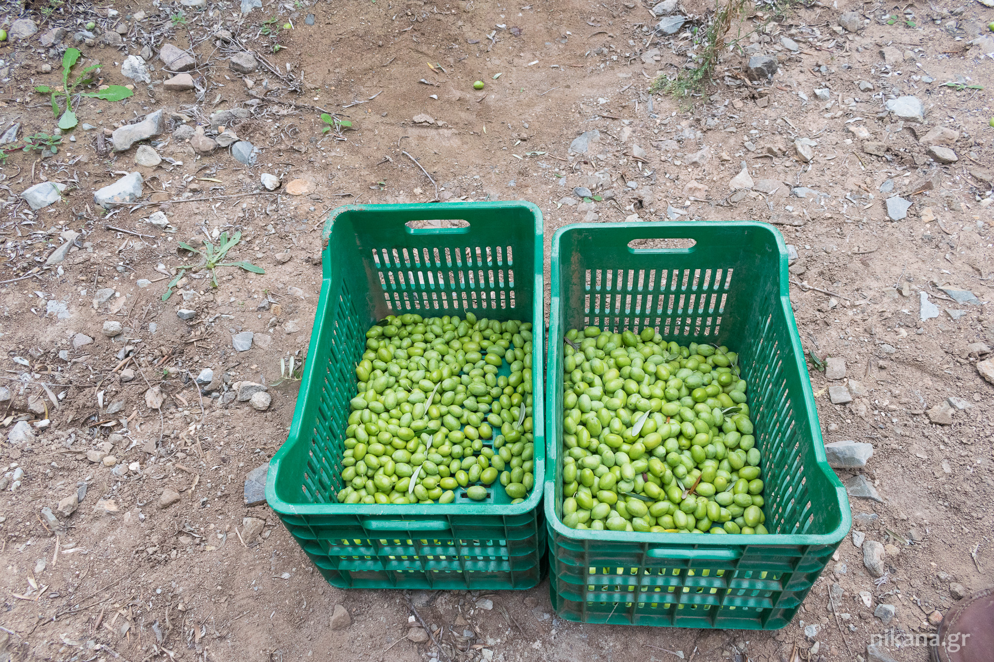 olives greece sithonia (25) 