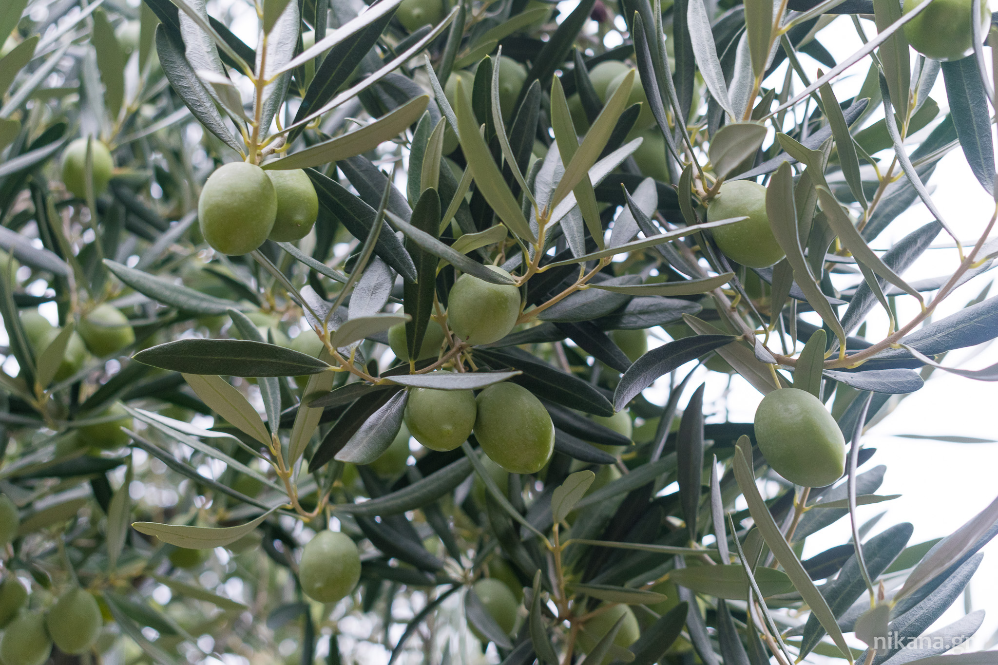 olives greece sithonia (27) 