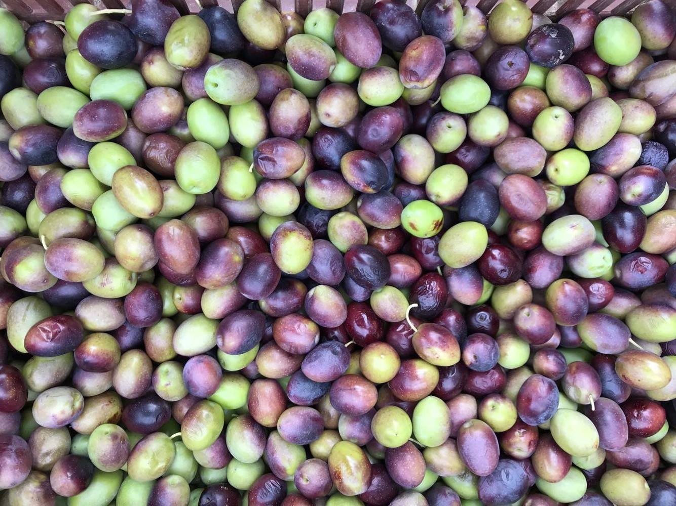 olives greece sithonia (6) 