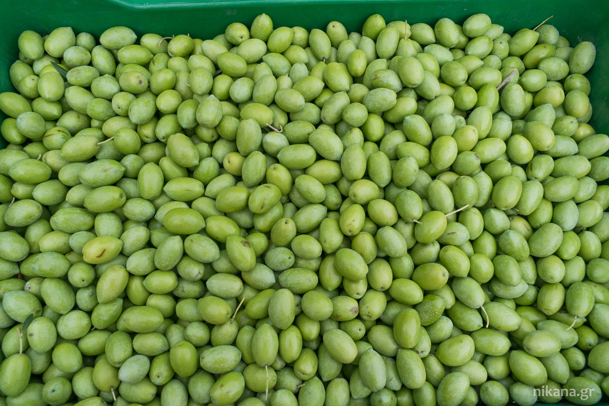 olives greece sithonia (8) 