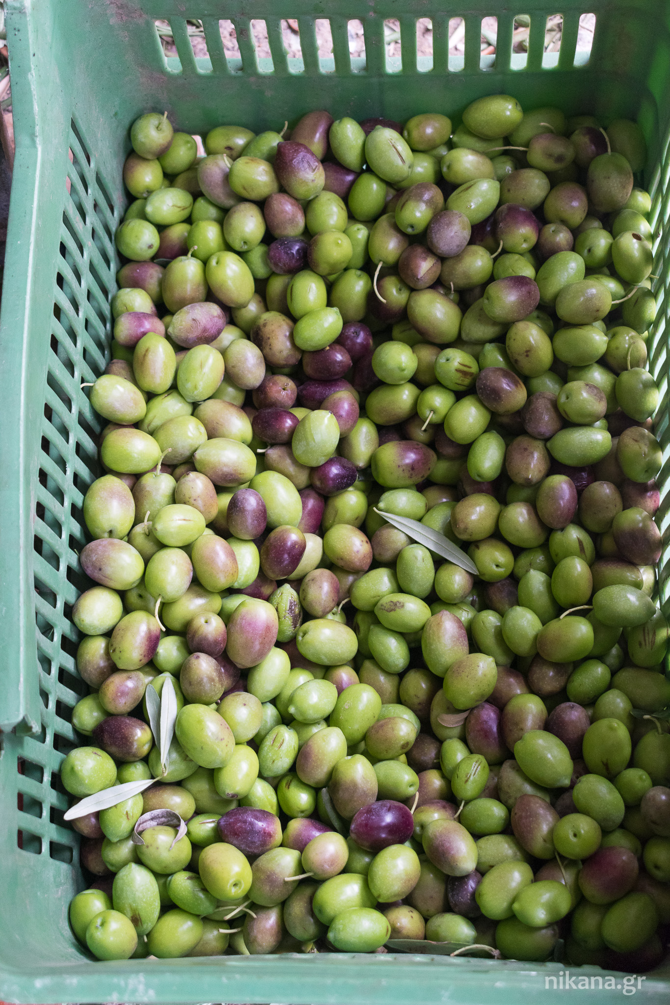 olives greece sithonia (9) 