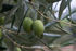 olives greece sithonia (26) 