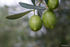 olives greece sithonia (28) 