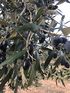 olives greece sithonia (3) 