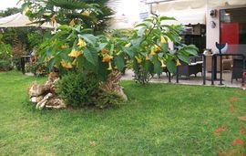 Paschalia Studios, Gerakini, Sithonia