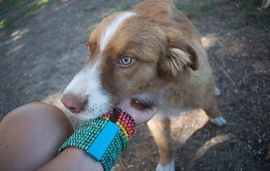 stray dogs lefkada greece (1) 