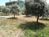 athina villa potos thassos parking  (2) 