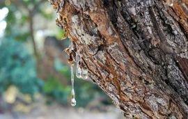 chios mastic greeece (4) 