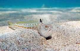 drakaina dragon fish 