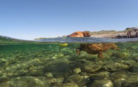 pets on greek beaches