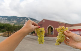 winery robola cephalonia (8)
