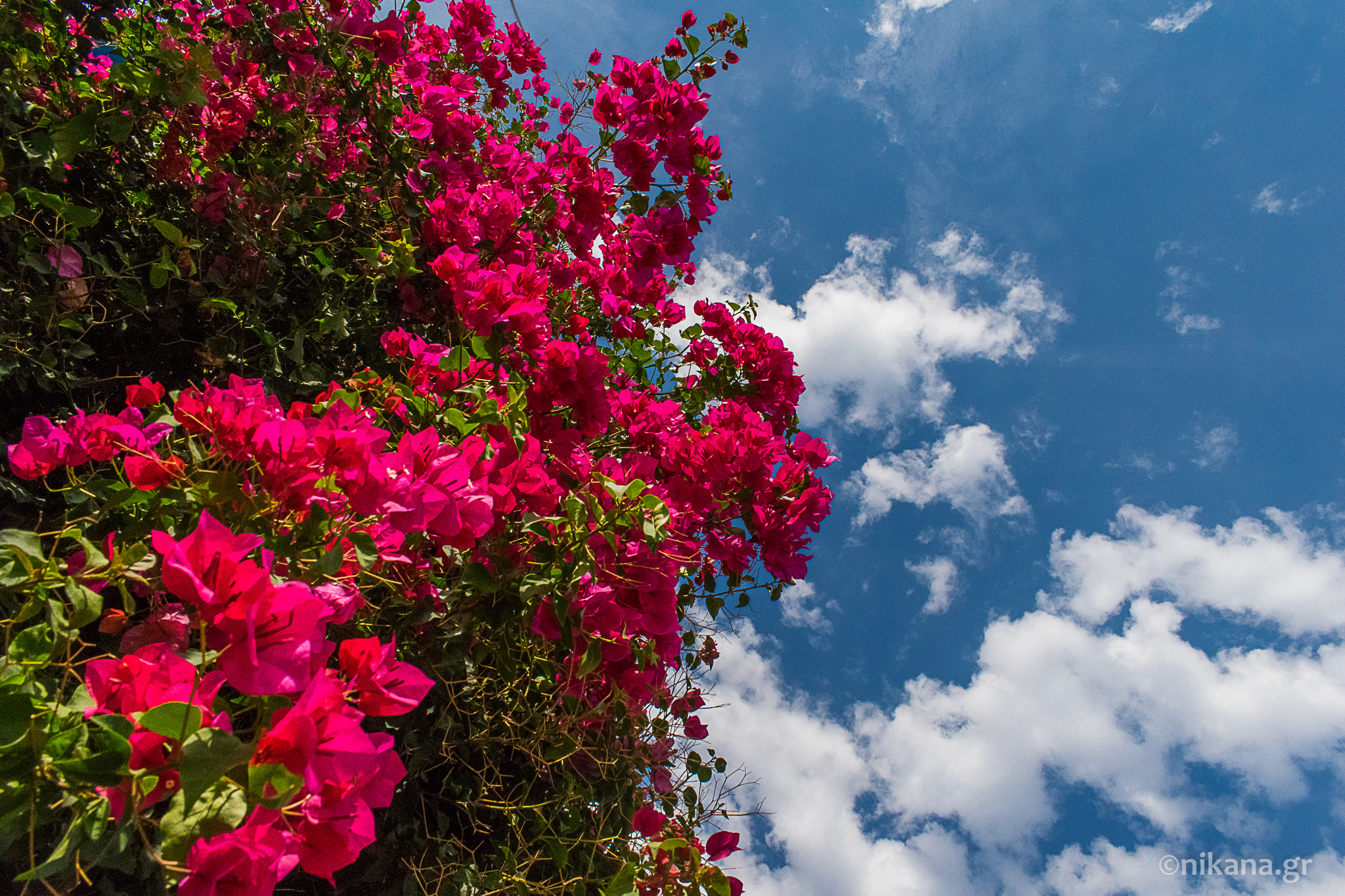 bougainvillea greece (1)