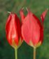 wild tulips chios (1) 
