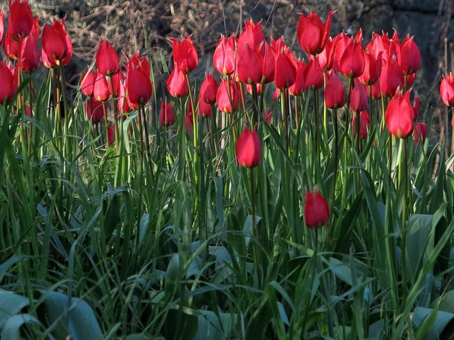 wild tulips chios (2) 
