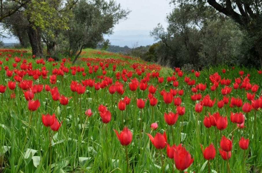 wild tulips chios (4) 