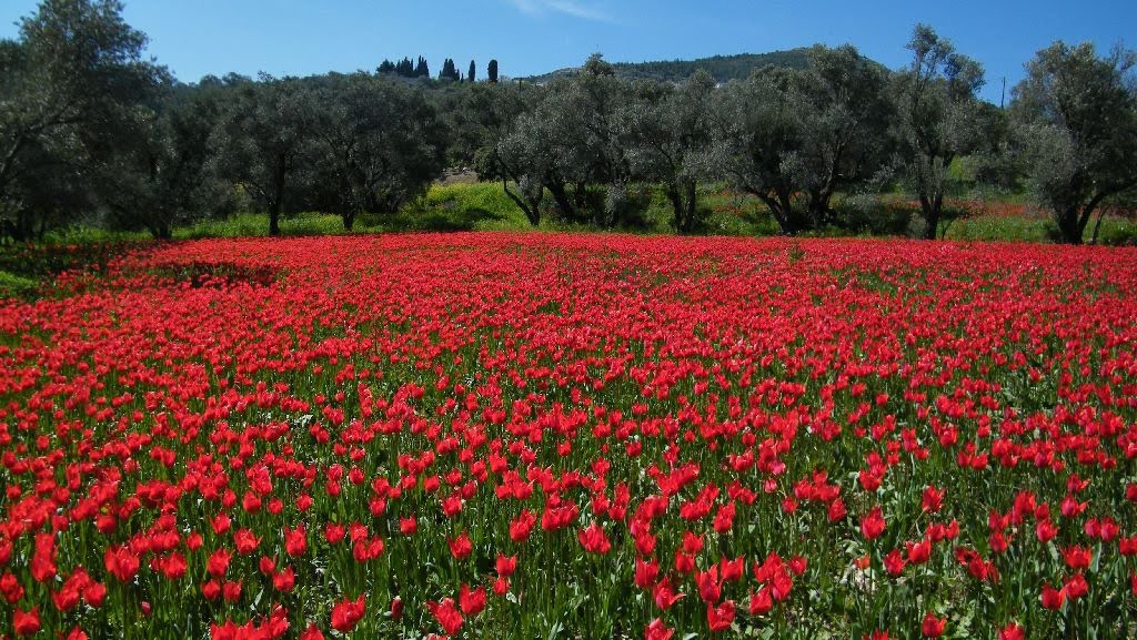 wild tulips lalades chios 