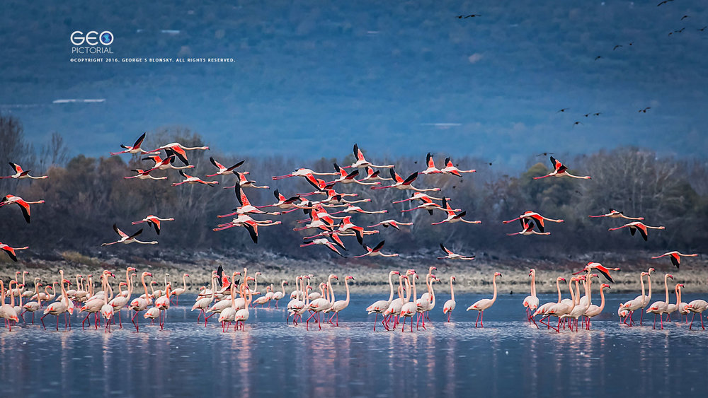 kerkini lake (1)