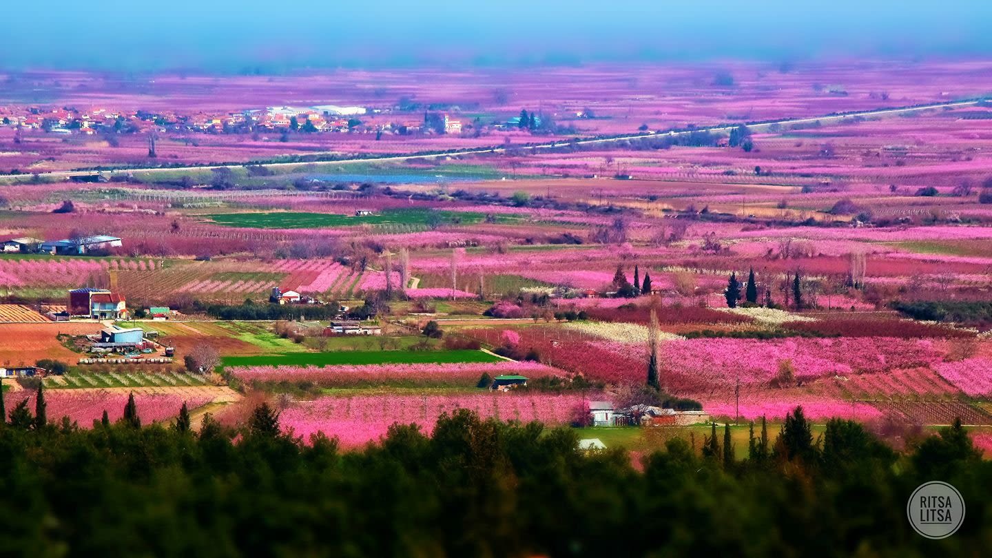 peaches veria greece (8)