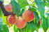 peaches veria greece (3) 