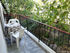 aldebaran pension potos thassos 2 bed room no10 high ground floor  (11) 