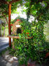 plaisir studio limenaria thassos garden 4 