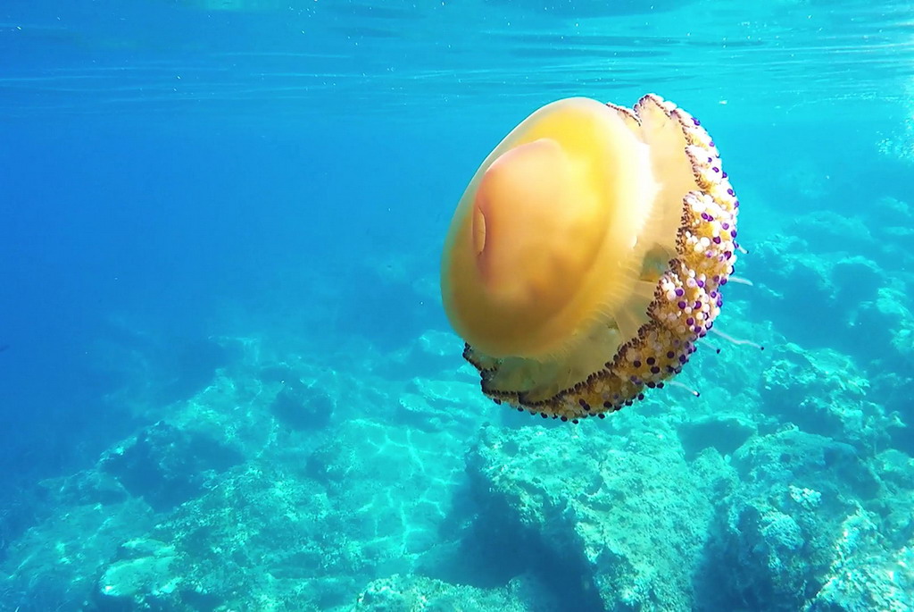 117345 Mediteranska meduza (1)