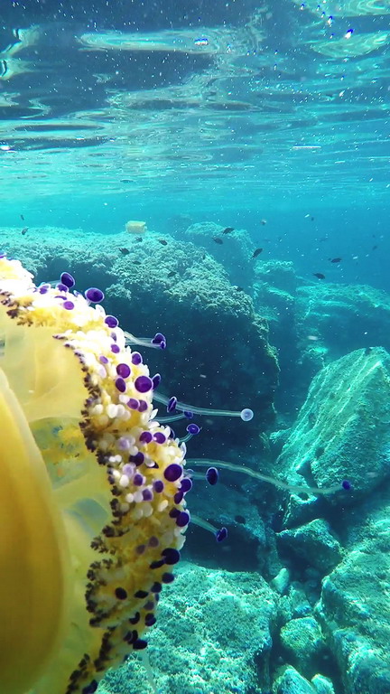 735082 Mediteranska meduza (7) 