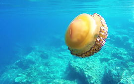 117345 Mediteranska meduza (1) 