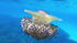 443977 Mediteranska meduza (5) 