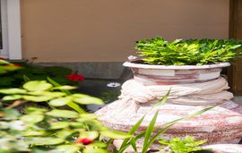 Ageri Pension, Potos, Thassos, Yard