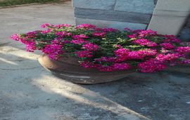 sofias garden apartment limenaria thassos  (32)