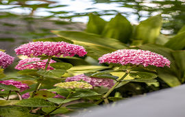 Alexander Studios, Skala Potamia, Thassos