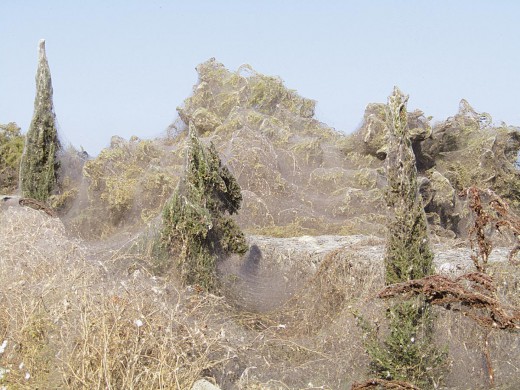 spiders webs greece (5)